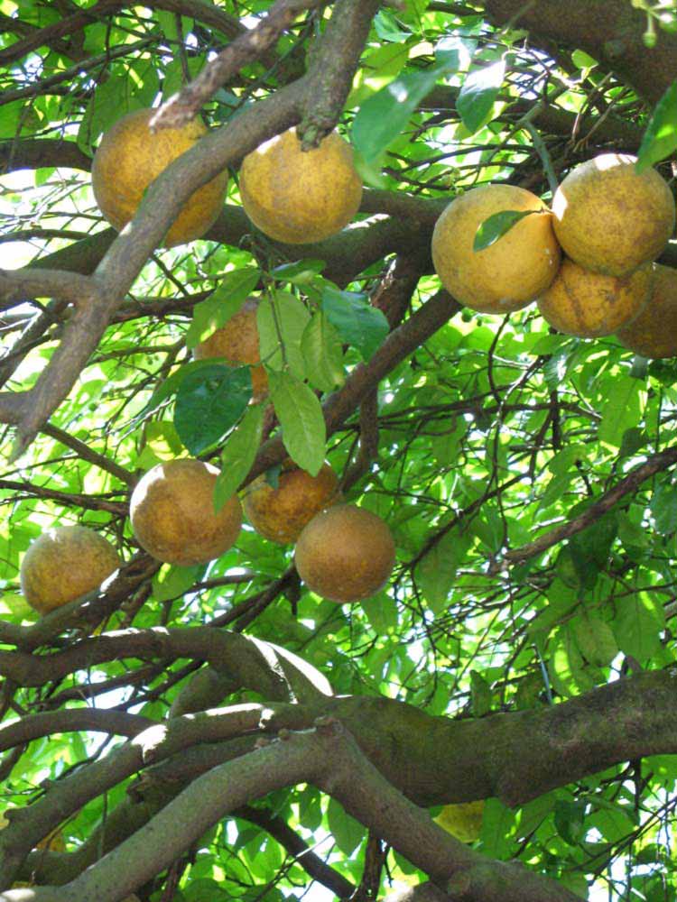            Fruit (Winter Haven, FL)   